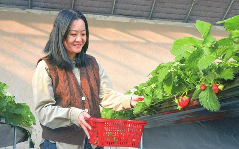 兰州新区头茬草莓鲜甜上市