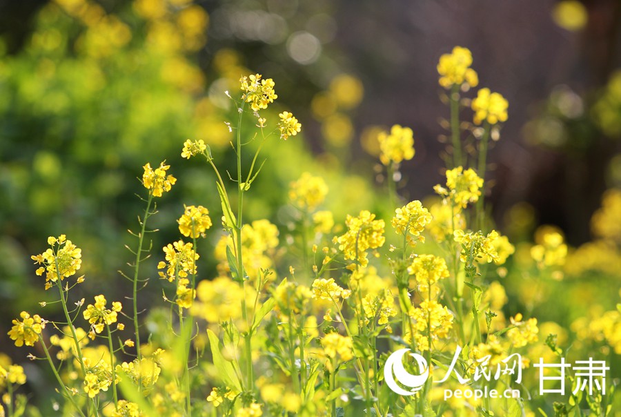 甘肃文县：油菜花开迎春来