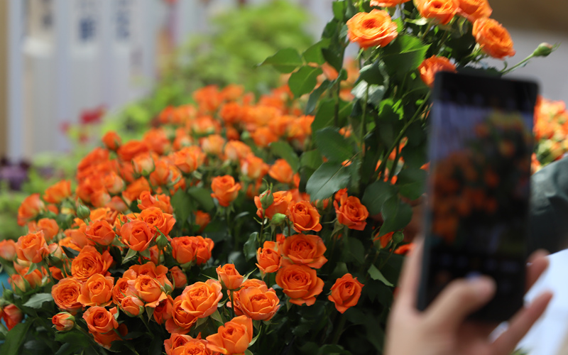临夏市牡丹产业园花卉艺术中心今日开园