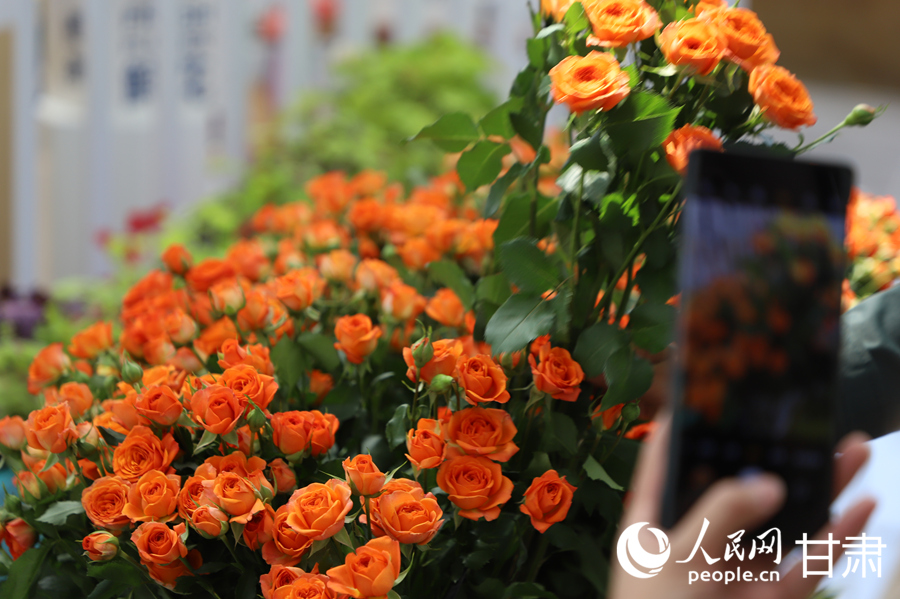 游客在临夏市牡丹产业园花卉艺术中心内赏花游玩。人民网记者 焦隆摄