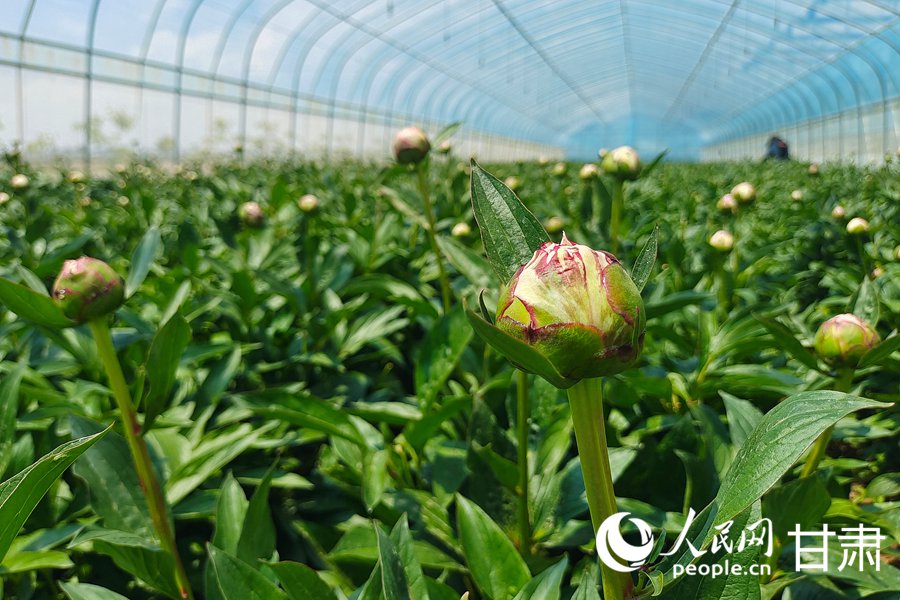 蘭州新區：芍藥花開綻放“花樣經濟”【2】