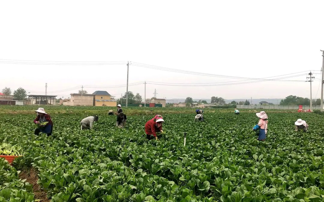 臨夏鑫河州塬農業綜合開發有限公司種植區內遲菜長勢喜人。臨夏縣委宣傳部供圖