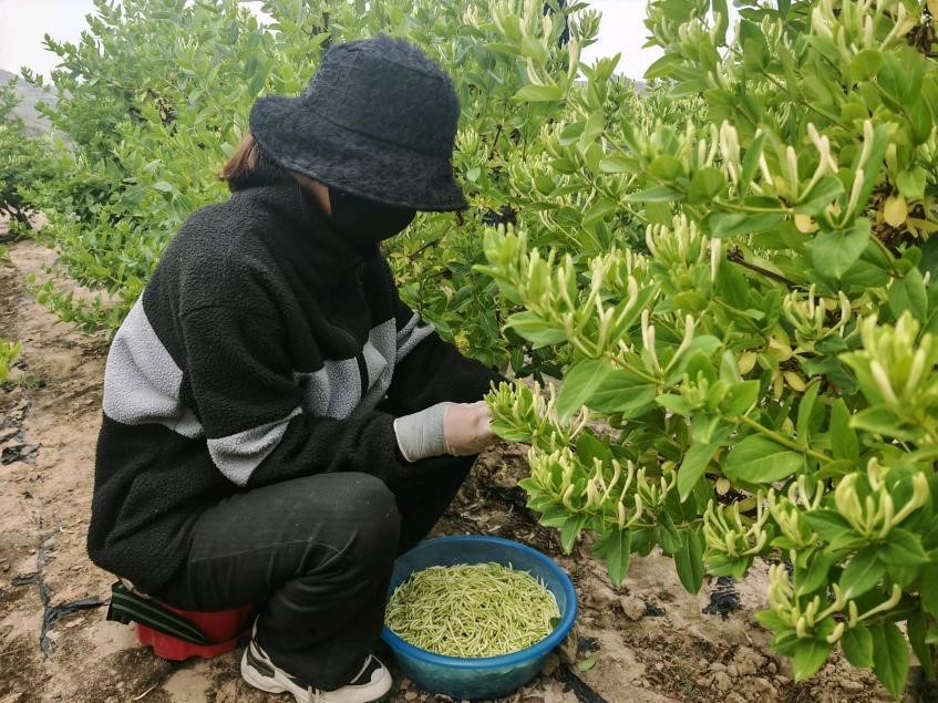 村民采摘金银花。马进海摄