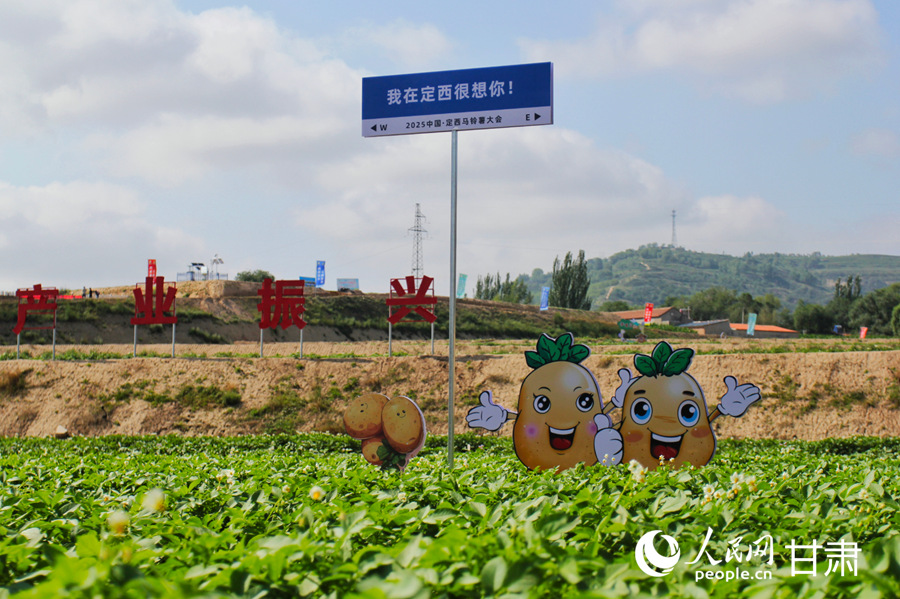 甘肃定西：马铃薯开出“致富花”