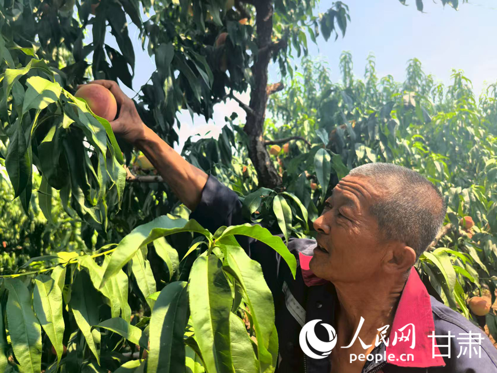 甘肅蘭州：白鳳桃甜蜜登場 嘗鮮正當時【2】