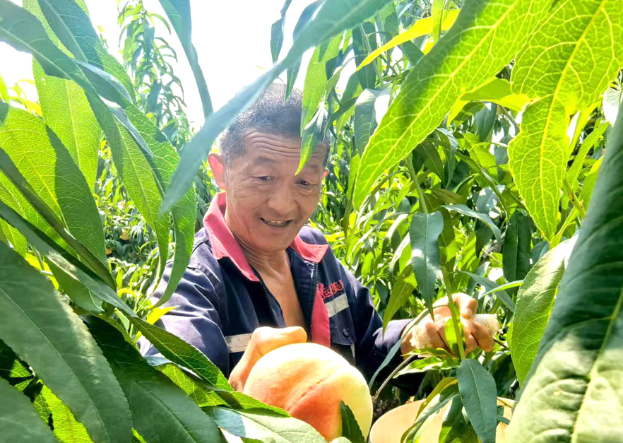 甘肃兰州：白凤桃甜蜜登场 尝鲜正当时