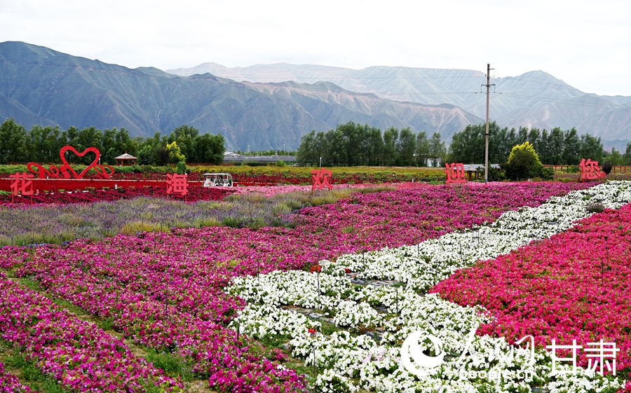 甘肅白銀：五彩花海入畫來【2】