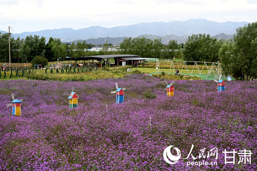 甘肃白银：五彩花海入画来【6】