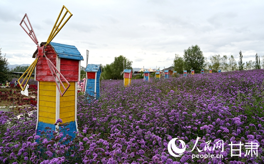 甘肃白银：五彩花海入画来【7】