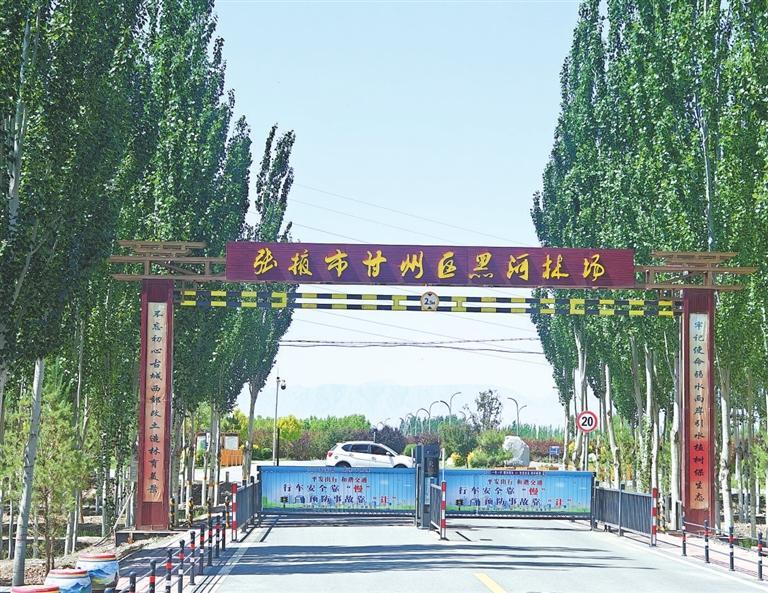 張掖市甘州區黑河林場。新甘肅·甘肅日報記者 徐俊勇