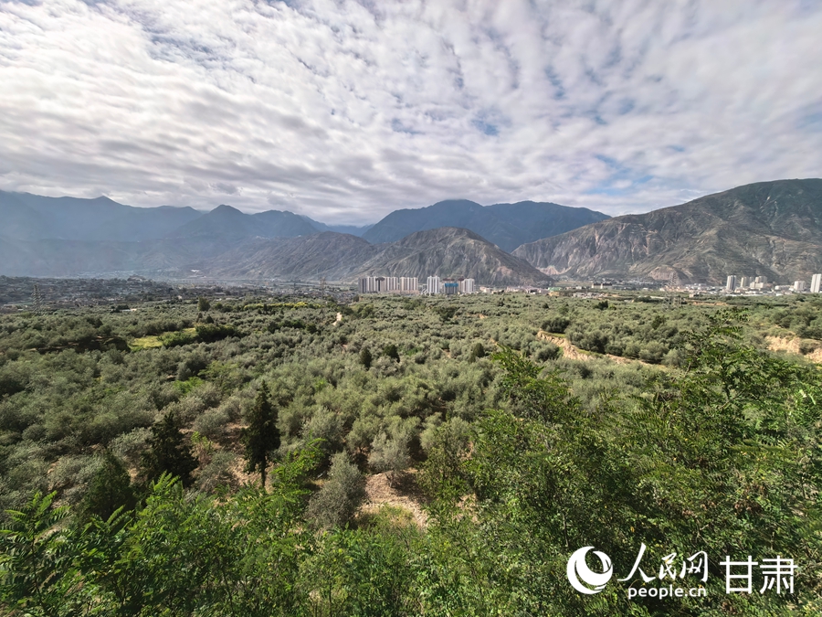 武都區兩水鎮大灣溝油橄欖基地。人民網記者 高翔攝_副本