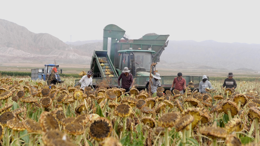 紅山窯鎮王信堡村種植的3000畝食葵迎來豐收季。永昌縣融媒體中心供圖
