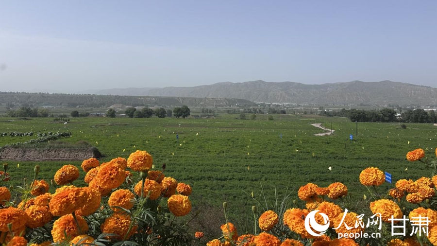 首陽鎮黃芪種植基地。人民網記者 王紹紹攝