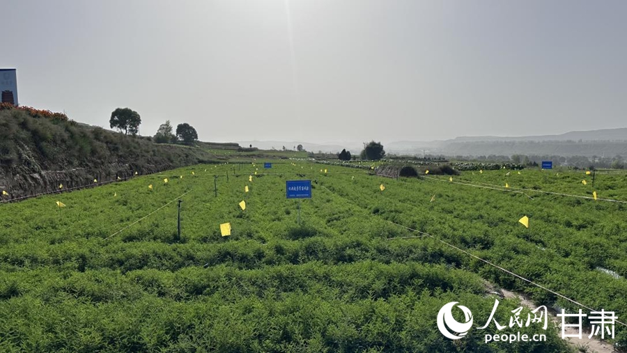 首陽鎮黃芪種植基地。人民網記者 王紹紹攝