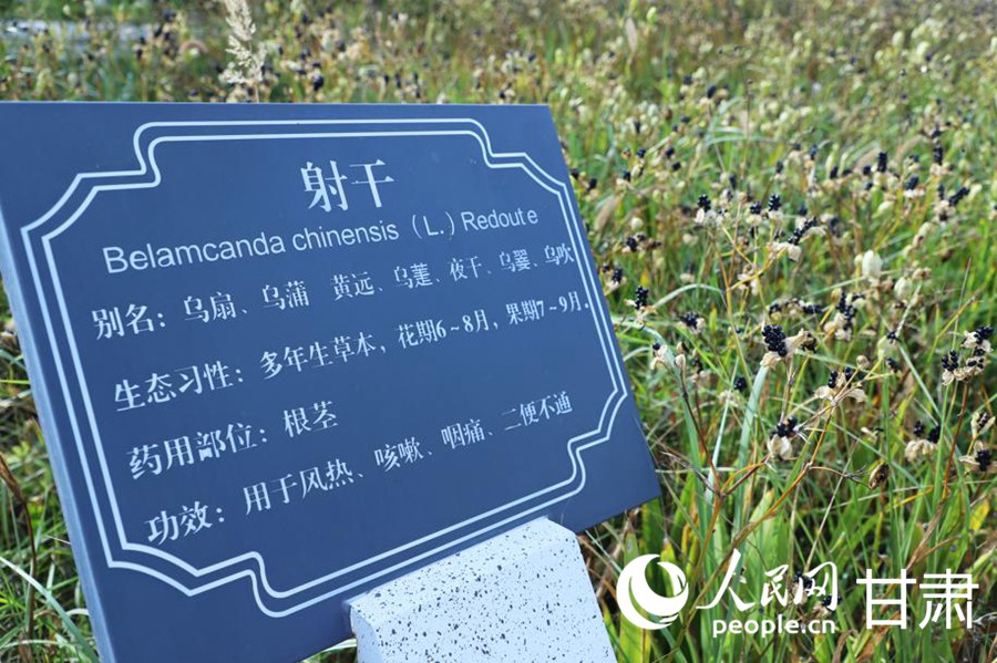 佛慈制药厂的药材种植区。人民网记者 米媛摄