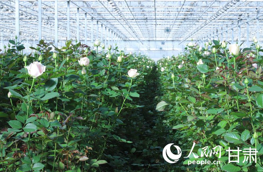 兰州新区现代农业示范园区鲜花温室。人民网记者 米媛摄