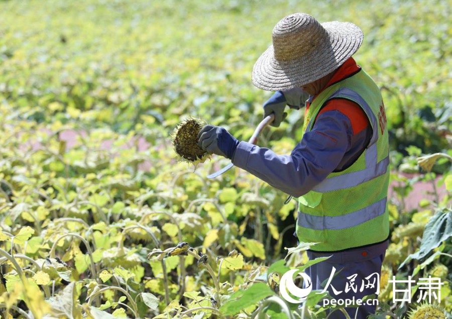 在兰州新区史喇口乡村旅游区，工人正在收油葵。人民网记者 米媛摄