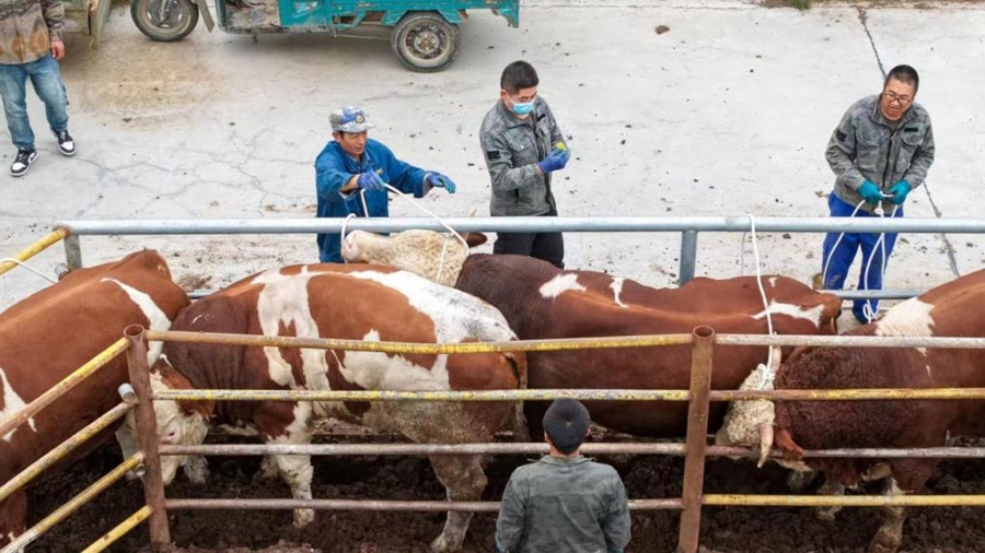 肉牛出栏。榆中县委宣传部供图
