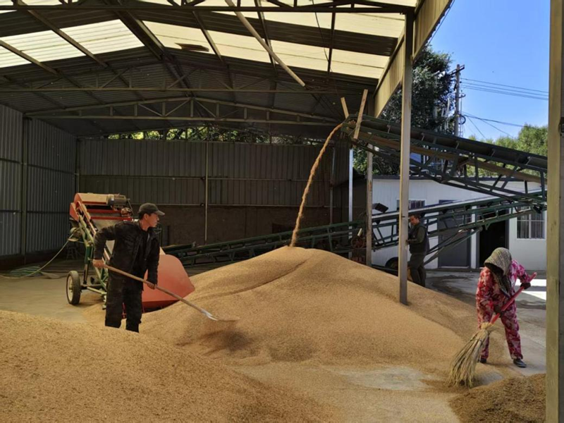 黍粒进入粮仓。榆中县委宣传部供图