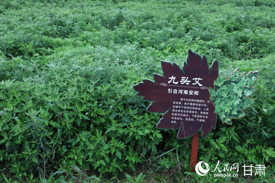 皇甫谧产业园种植的艾草。人民网记者 米媛摄