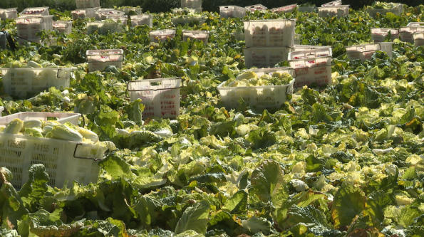 永昌高原夏菜产销两旺