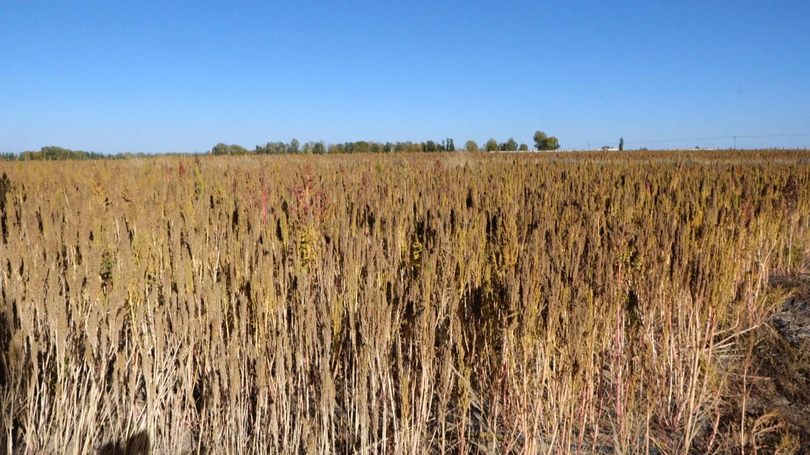 永昌县4000亩藜麦开镰