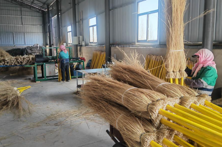 永昌：芨芨草变“致富草”