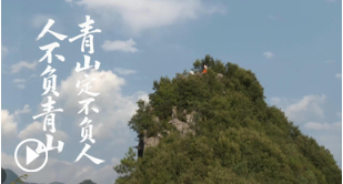 崖柏重生 生生不息