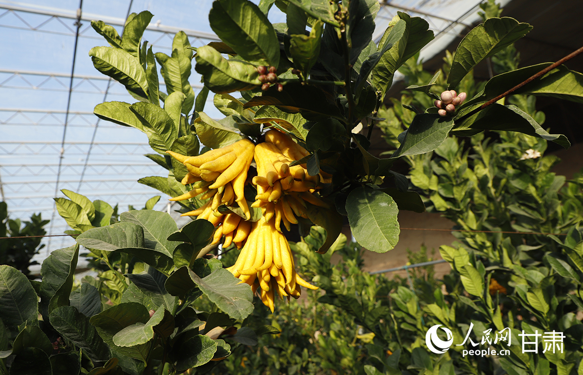 特色作物佛手在速展村溫室引種成功。人民網記者 焦隆攝