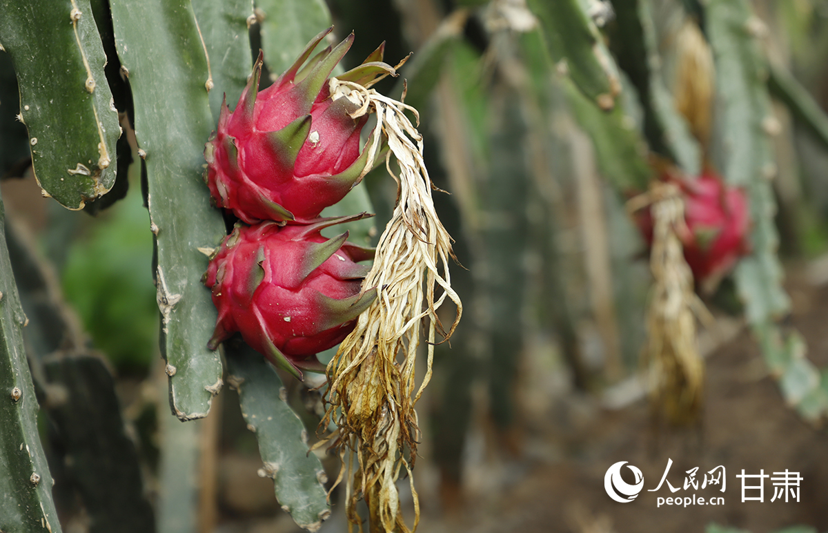 速展村設施大棚內種植的火龍果植株茁壯，紅色果實垂挂枝頭。人民網記者 焦隆攝