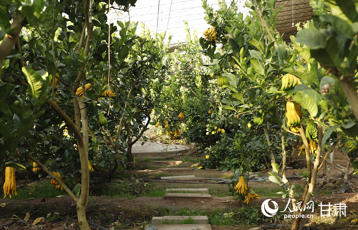 速展村連片的日光溫室大棚，成為“南果北種”的基地。人民網記者 焦隆攝