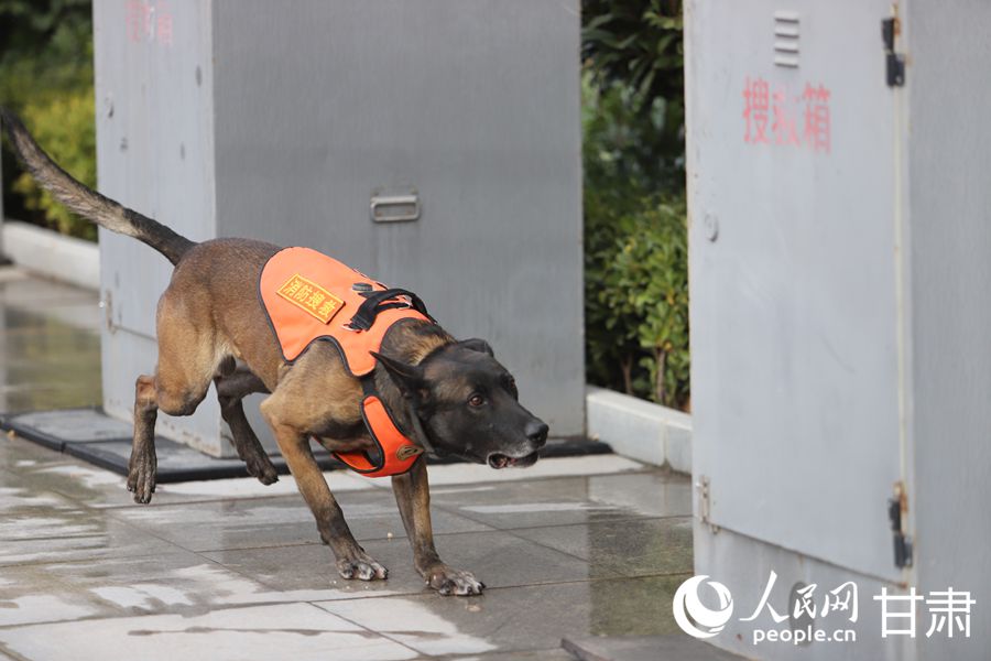 沖沖沖！ “無言戰友”戰斗力滿滿【6】