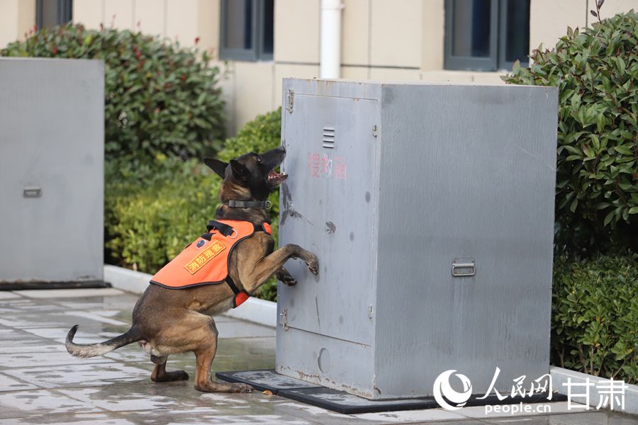 沖沖沖！ “無言戰友”戰斗力滿滿【8】