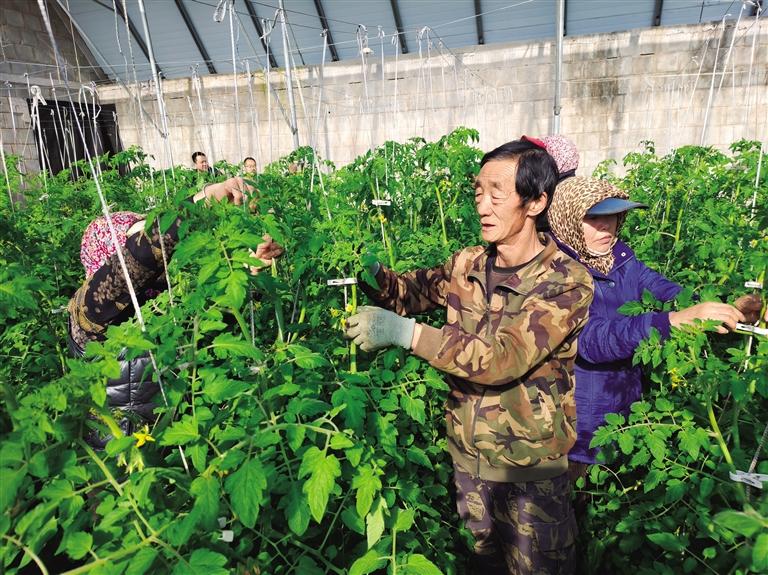 村民正在為番茄掐苗