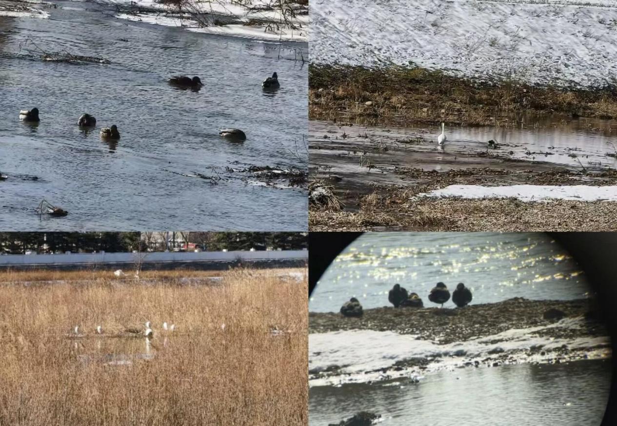 水鸟翩跹。崆峒区委宣传部供图