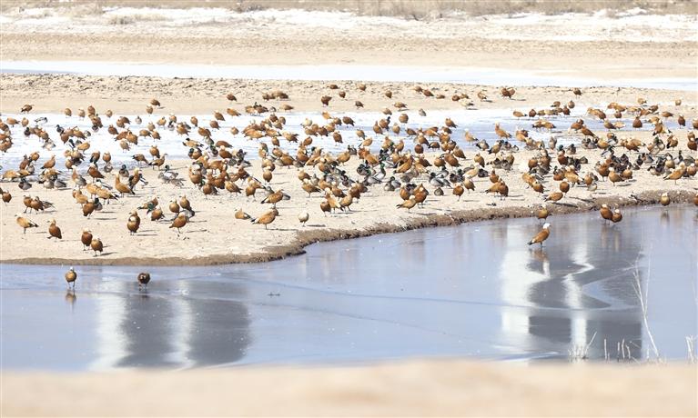 在秦王川国家湿地公园栖息的候鸟