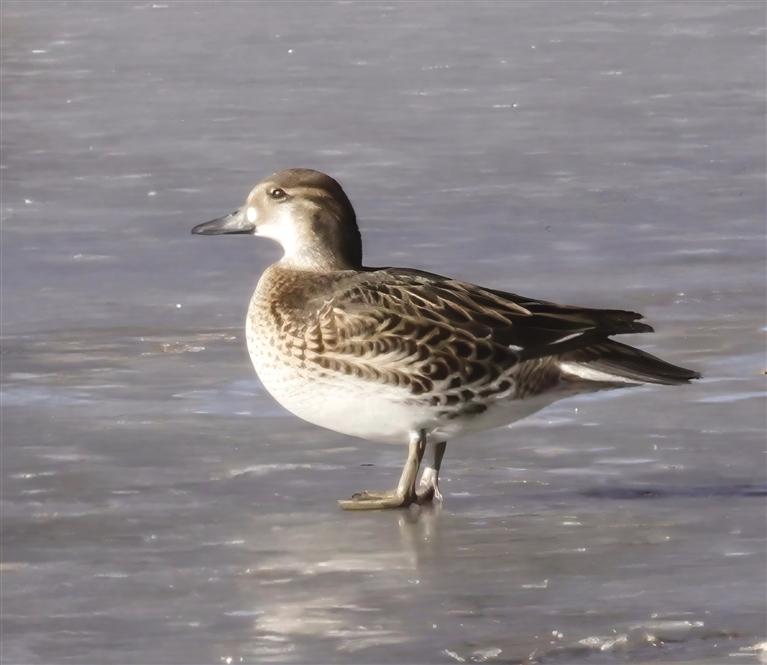 在秦王川国家湿地公园栖息的候鸟