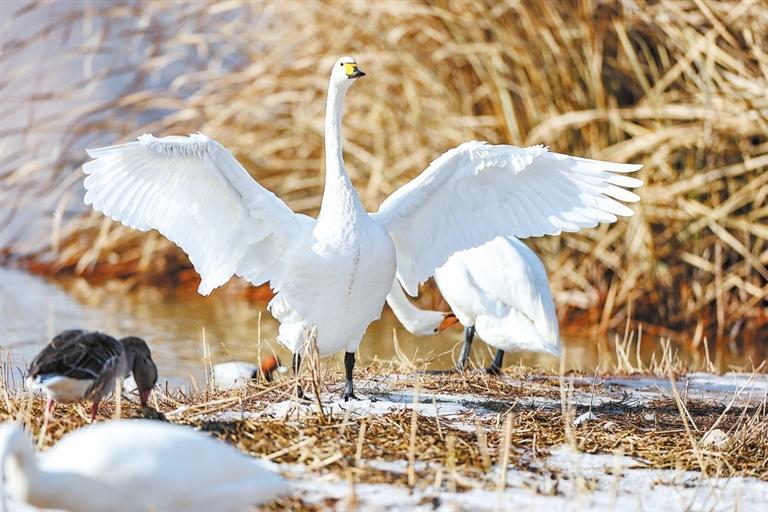 西固區達川鎮三河口天鵝灘，越冬的天鵝陸續抵達。 新甘肅·甘肅日報記者 馮樂凱