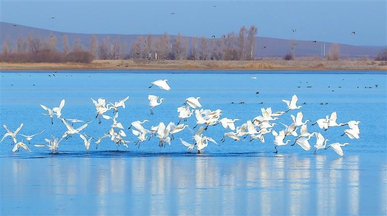 白鷺翩躚舞河畔。 新甘肅·甘肅日報記者 盛學卿