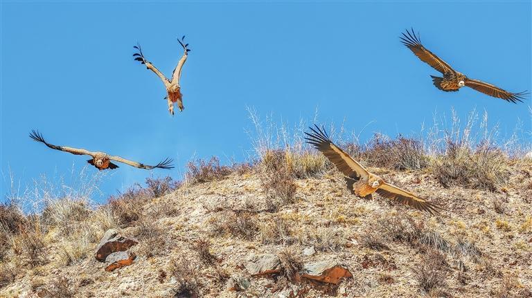 禿鷲翱翔天空。 新甘肅·甘肅日報記者 盛學卿