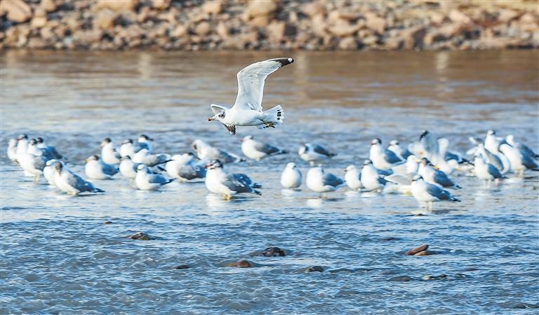 黃河蘭州段河心島，嬉戲的紅嘴鷗。 新甘肅·甘肅日報記者 馮樂凱