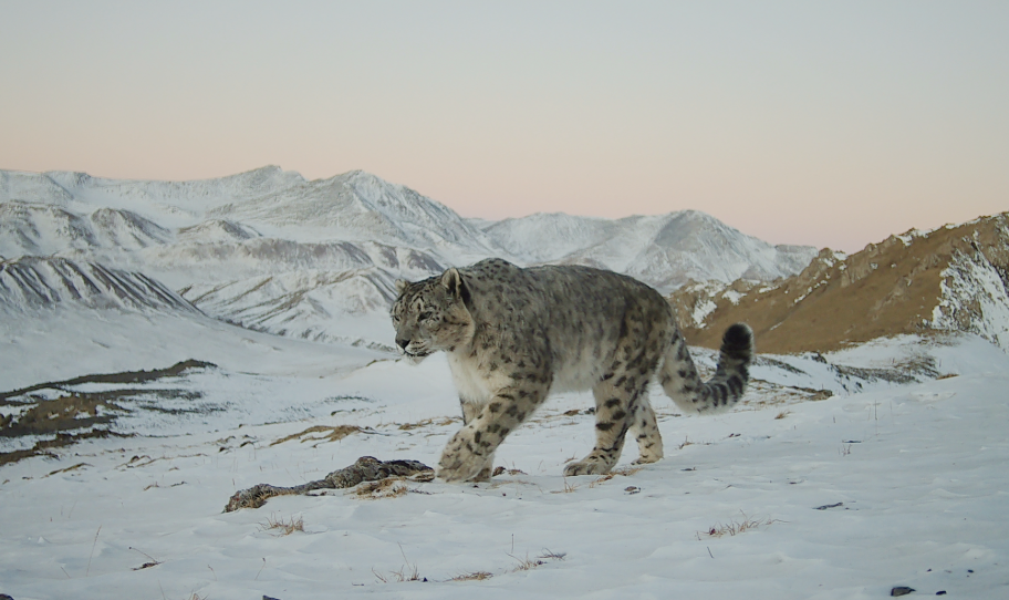一只成年雪豹在雪地上行走。甘肃祁连山国家级自然保护区管护中心供图