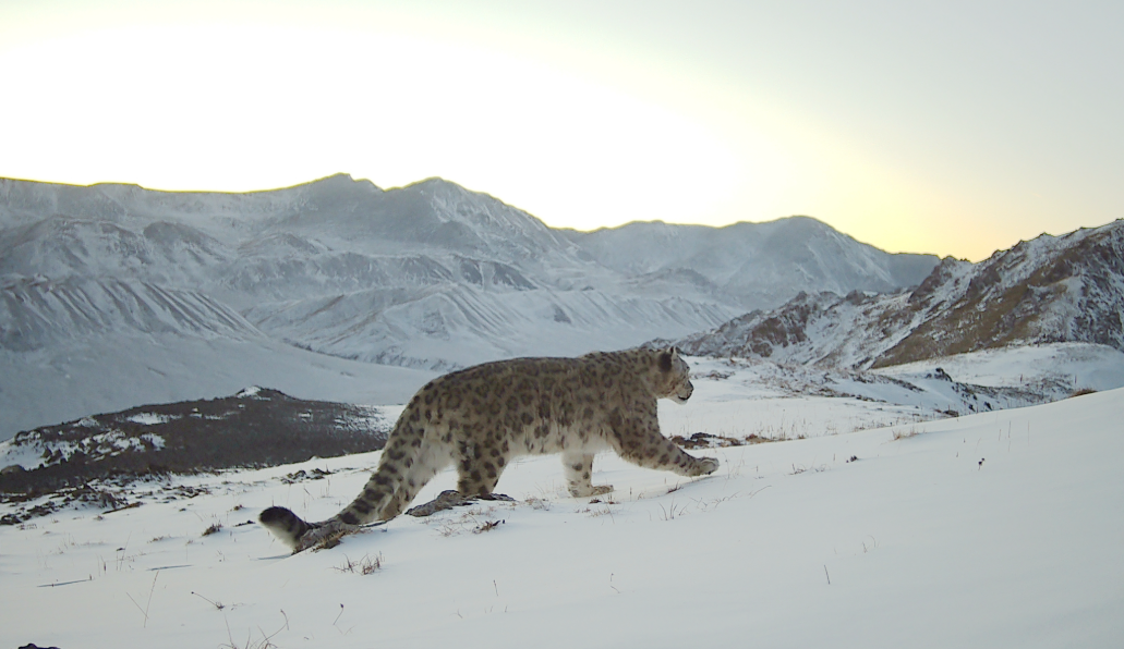 一只成年雪豹在雪地上行走。甘肃祁连山国家级自然保护区管护中心供图