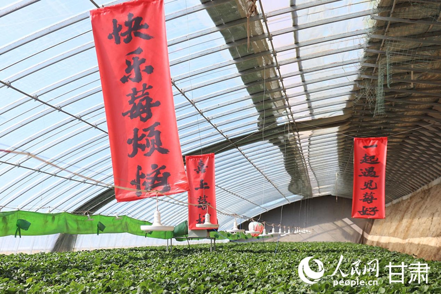 兰州新区：草莓飘香迎新春【6】
