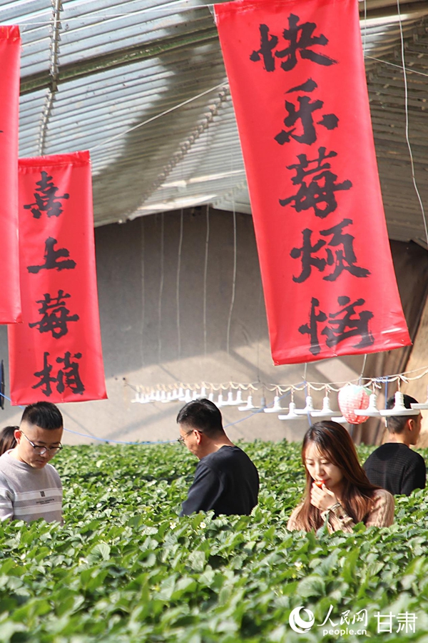 兰州新区：草莓飘香迎新春【7】