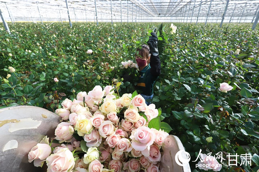 工人采摘玫瑰。人民网记者 米媛摄