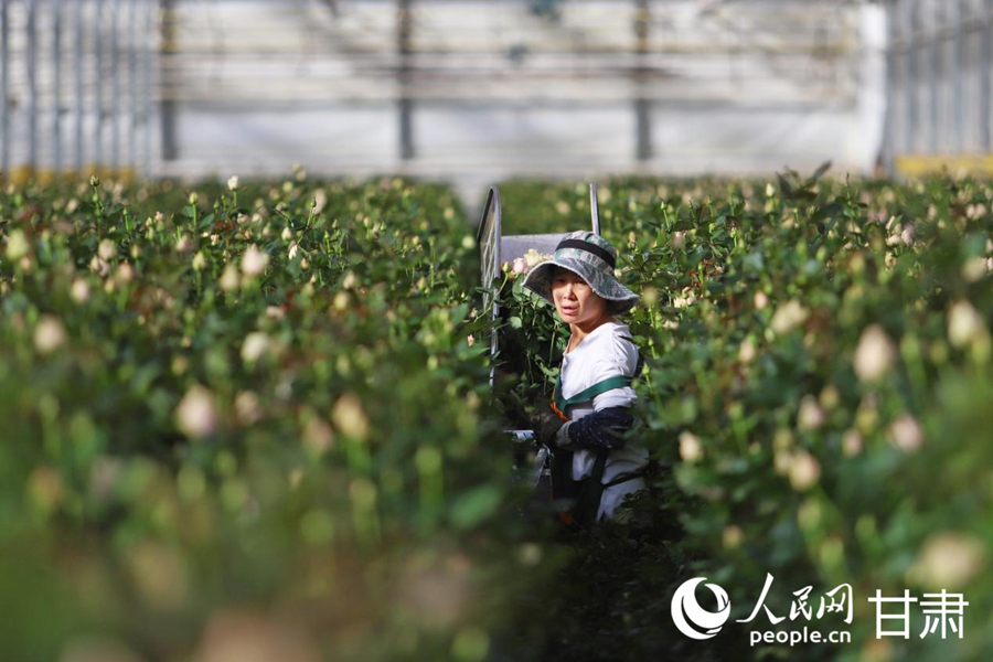 工人采摘玫瑰花。人民网记者 米媛摄