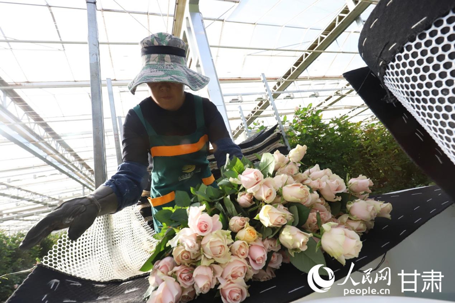 工人正在采摘玫瑰。人民网记者 米媛摄