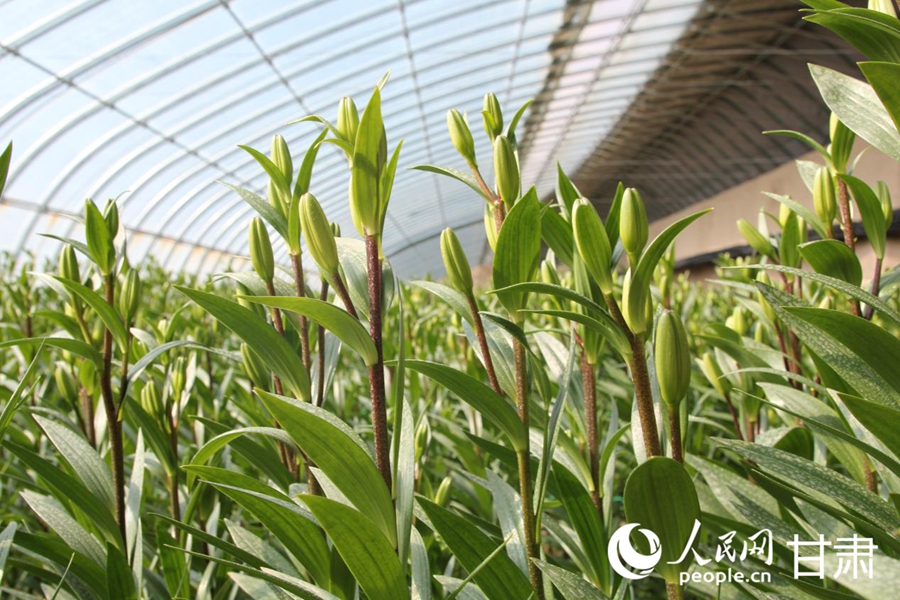 秦川园区现代农业产业园花卉大棚内的百合花。人民网记者 米媛摄