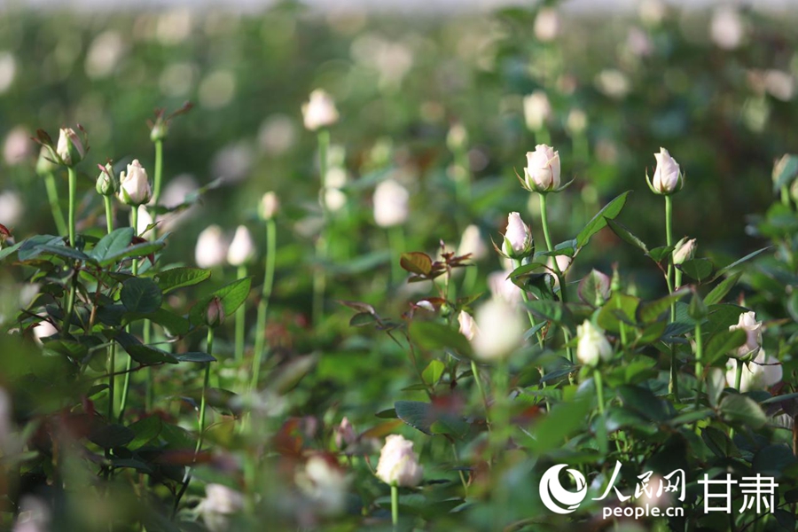 长势良好的玫瑰花。人民网记者 米媛摄